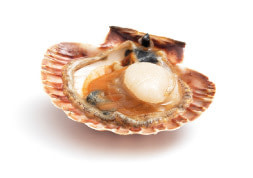coquilles