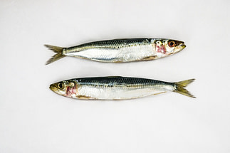 Sardine